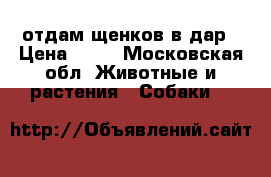 отдам щенков в дар › Цена ­ 10 - Московская обл. Животные и растения » Собаки   